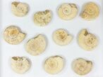 Lot: Lbs Perisphinctes Ammonite Fossils - Pieces #77169-1